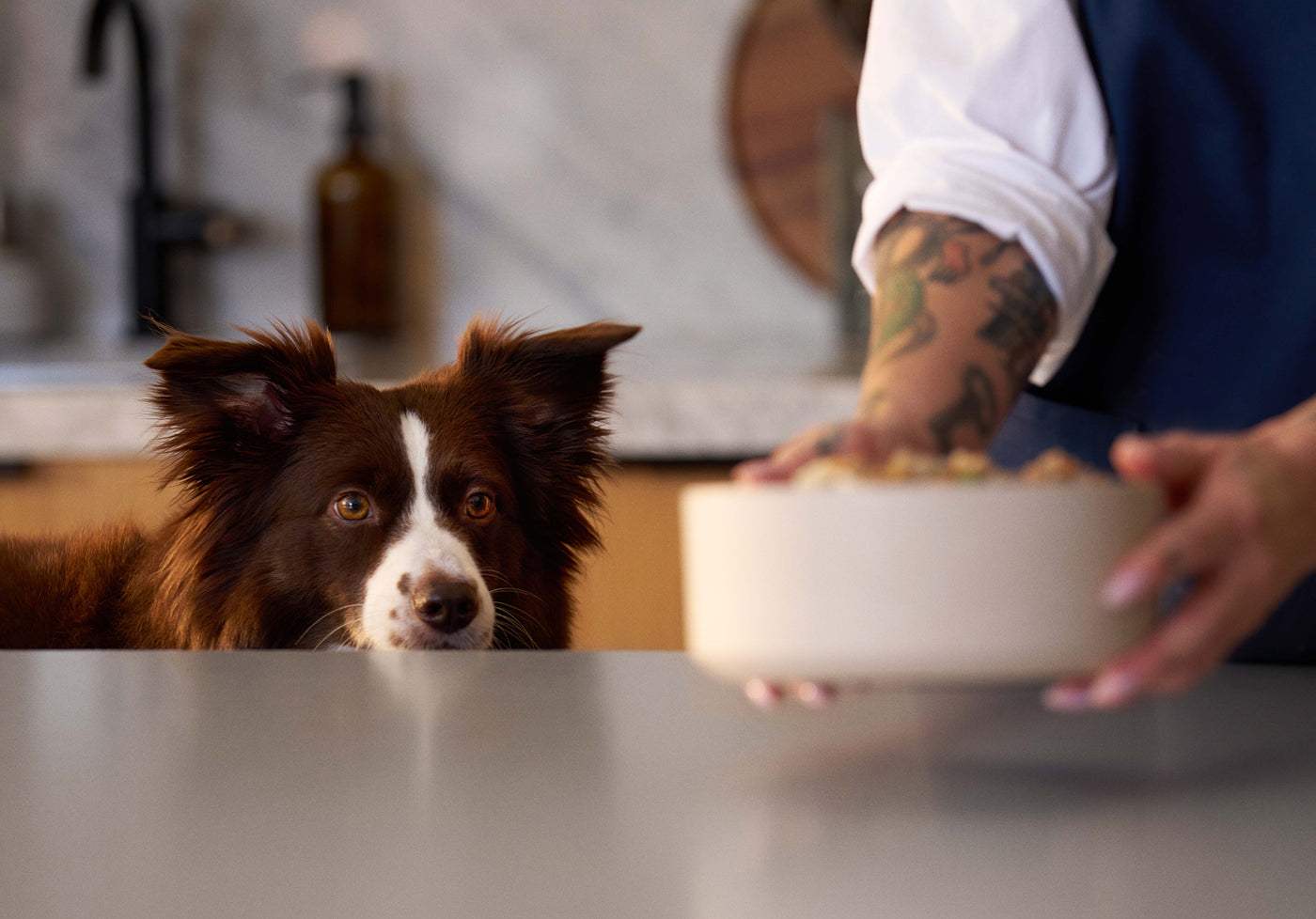 A dog watches a meal being prepared with fresh ingredients
